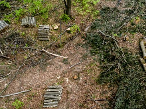 Gefällte Bäume und aufgeschichtete Stämme im Gebiet Turnicki der Ostkarpaten. Polnische Waldschutz-Aktivisten verlangen, den Holzeinschlag hier zu stoppen und ein Naturschutzgebiet einzurichten. 